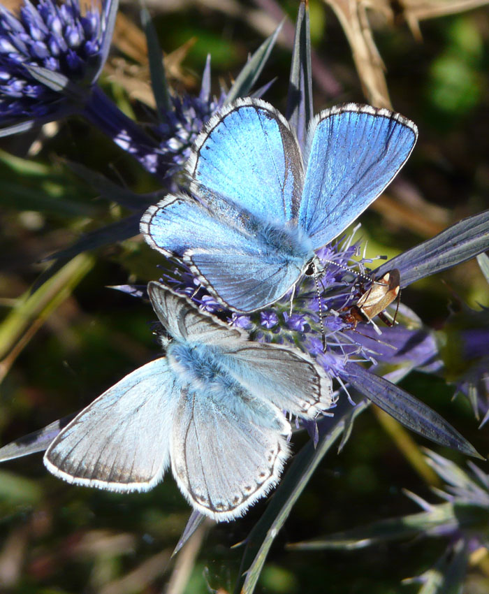 P. bellargus & P. coridon: bellezze a confronto